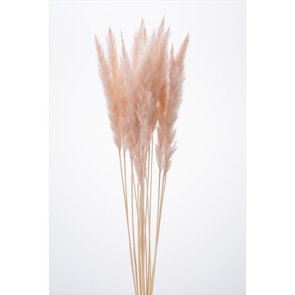 【商品詳細】【商品名】大地農園/テールリード・ミニ【入り数】1束(約12本)【サイズ】約55cm【注意】※ご使用のＰＣ環境により、実物の色目と差異がある場合もあります。※生花由来の商品のため、商品ごとに色・サイズ・状態等に個体差がございます...