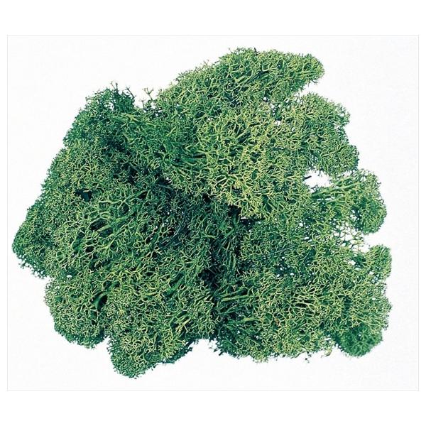 【商品詳細】【商品名】大地農園/アイスランドモス/小袋【入数】1袋（約40g)【注意】※ご使用のＰＣ環境により、実物の色目と差異がある場合もあります。※生花由来の商品のため、商品ごとに色・サイズ・状態等に個体差がございます。そのため、入荷に...