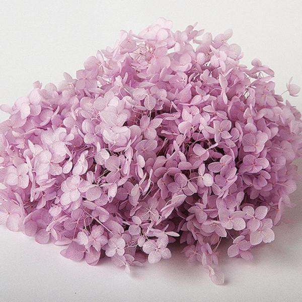 【商品詳細】【商品名】東北花材/ソフトあじさいアナベル【入数】約2.5輪/箱【注意】※ご使用のＰＣ環境により、実物の色目と差異がある場合もあります。※生花由来の商品のため、商品ごとに色・サイズ・状態等に個体差がございます。そのため、入荷によ...