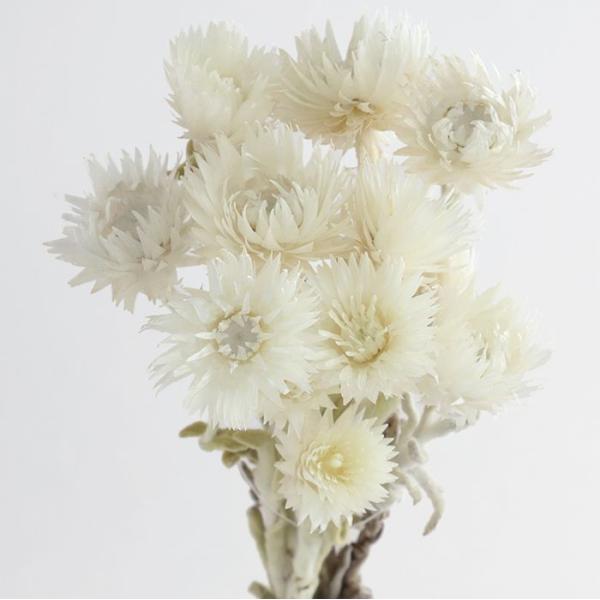 【商品詳細】【商品名】東北花材/シルバーデージー　ミニ【入数】約20ｇ【サイズ】約30cmL【注意】※ご使用のＰＣ環境により、実物の色目と差異がある場合もあります。※生花由来の商品のため、商品ごとに色・サイズ・状態等に個体差がございます。そ...