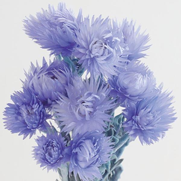 【商品詳細】【商品名】東北花材/シルバーデージー　ミニ【入数】約20ｇ【サイズ】約30cmL【注意】※ご使用のＰＣ環境により、実物の色目と差異がある場合もあります。※生花由来の商品のため、商品ごとに色・サイズ・状態等に個体差がございます。そ...