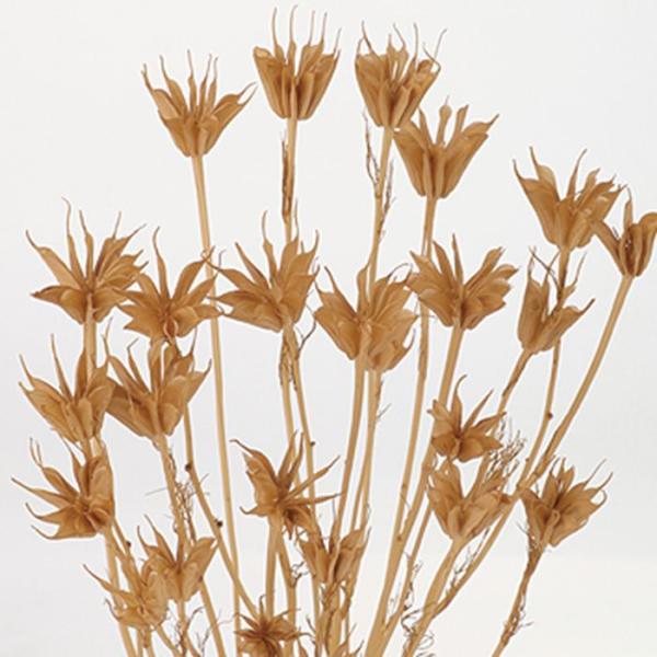 【商品詳細】【商品名】東北花材/ニゲラオリエンタリス　ミディ【入数】約20g【サイズ】約30-40cmL【注意】※ご使用のＰＣ環境により、実物の色目と差異がある場合もあります。※生花由来の商品のため、商品ごとに色・サイズ・状態等に個体差がご...