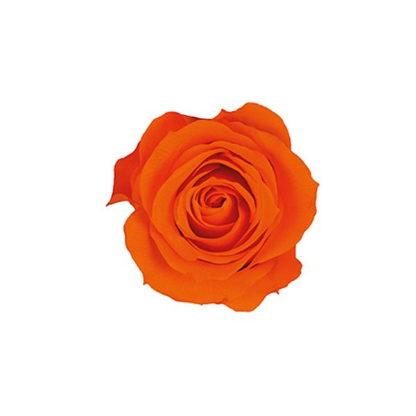 �y�v���U�[�u�h�z�t���[���G�o�[/�X�v���[���[�Y/8��/�^���W�F�����I�����W/FL070-29