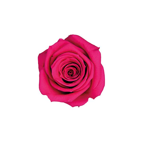 �y�v���U�[�u�h�z�t���[���G�o�[/�X�v���[���[�Y/8��/�t���[�V���s���N/FL070-58