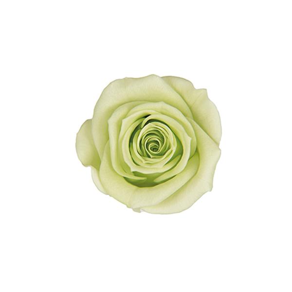 �y�v���U�[�u�h�z�t���[���G�o�[/�X�v���[���[�Y/8��/�V�g���X�O���[��/FL070-64