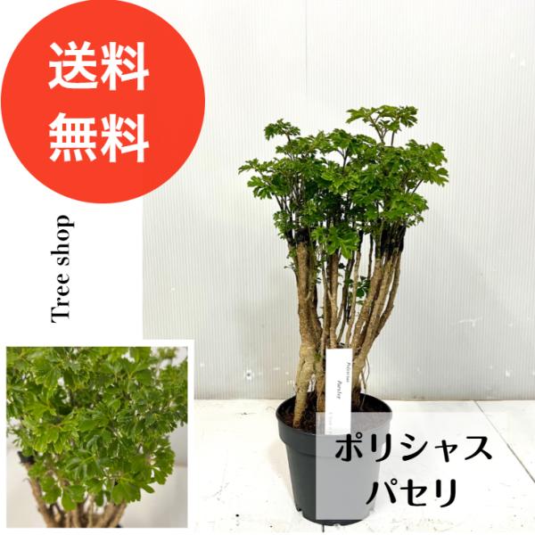 日本製　フェイクグリーン　ポリシャス　ポリスキアス　鉢カバー付 ポリシャス パセリ 【送料無料】ポリスキアス フルティコーサ 12cmプラ
