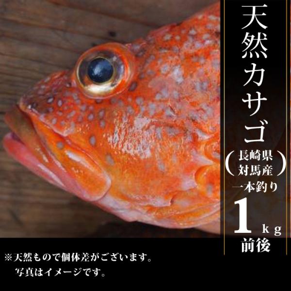 天然 カサゴ あらかぶ 1kg 前後 長崎県 対馬 産 漁師厳選 漁師直送 生鮮 魚 送料無料 ギフト 贈答品 お歳暮 Kaikomaru07 流行はいつもここから Trend I 通販 Yahoo ショッピング