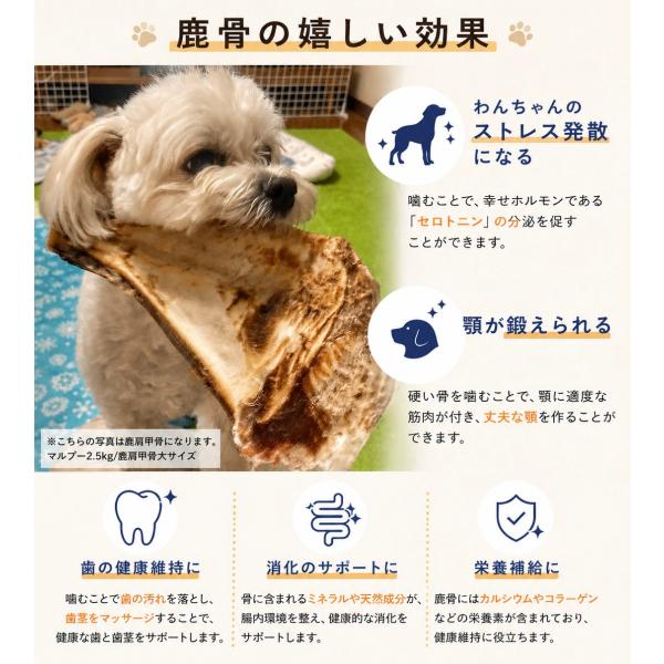�y�b�g�t�[�h������ �y ���Y ���Y�� �z ���^�� ���^�� ��^�� �����b�O�{�[�� ���� �O���e���t���[ ���� ���̂���� ���p (��^��XL) ���i�摜4