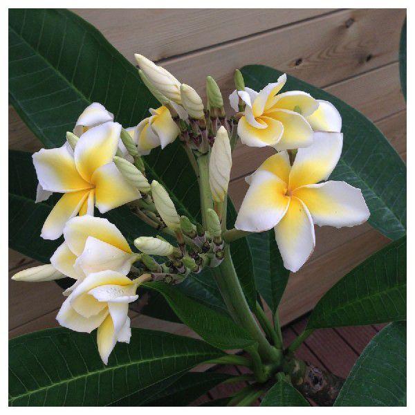 花を咲かせやすいフロリダ産のプルメリア セラダイン ７号スリット鉢 Buyee Buyee Japanese Proxy Service Buy From Japan Bot Online