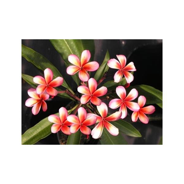 超レア フロリダ産プルメリアのカット苗 Koolina 大苗 Buyee Buyee Japanese Proxy Service Buy From Japan Bot Online