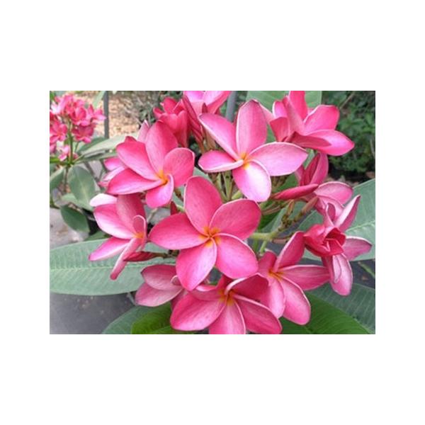 予約注文 超レア フロリダ産プルメリアのカット苗 Miami Rose 大苗 Buyee Buyee 日本の通販商品 オークションの代理入札 代理購入