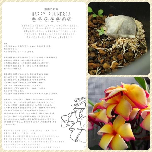 プルメリアが良く咲く 魅惑の肥料 Happy Plumeria お得な原体1 5kg Buyee Buyee Japanese Proxy Service Buy From Japan Bot Online