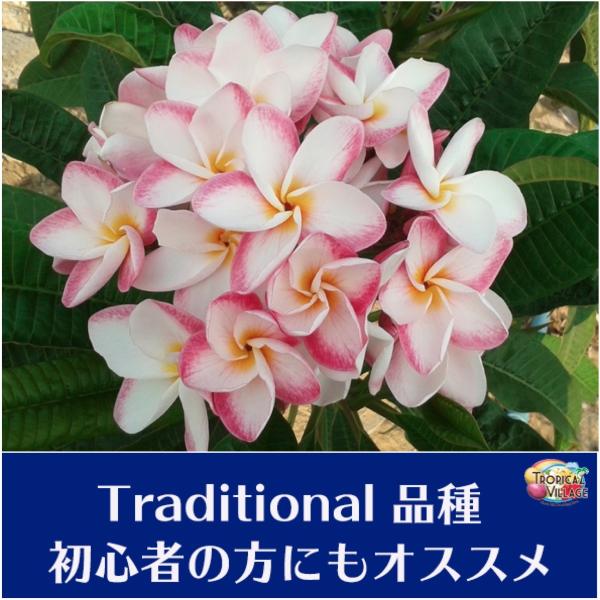 育てやすい越冬株 プルメリア Catthaleeya 苗木 4号スリット鉢 Buyee Buyee Japanese Proxy Service Buy From Japan Bot Online