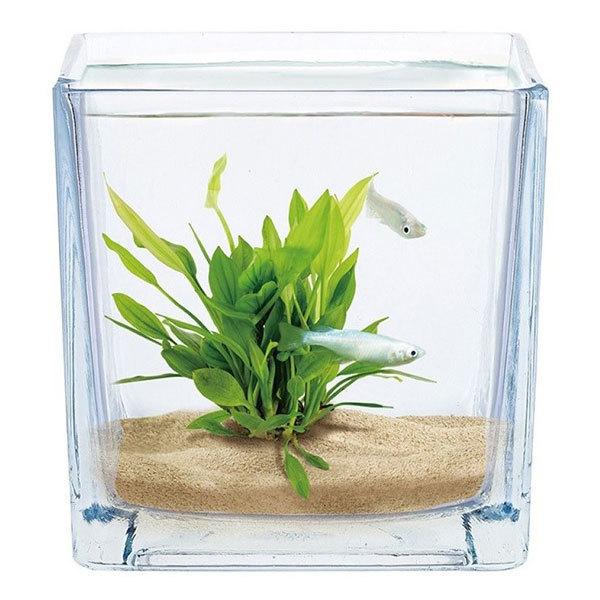 ニッソー テーブルアクアグラス ウォーターキューブ 一体型ガラス水槽 Niss1605 トロピカルワールド ヤフー店 通販 Yahoo ショッピング
