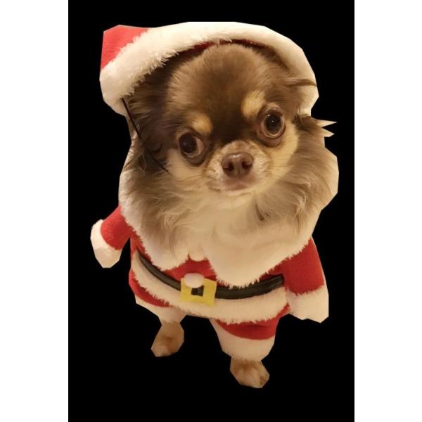 犬 二足歩行 小型犬 サンタ サンタクロース コスプレ 仮装 犬 猫 Buyee Buyee 提供一站式最全面最專業現地yahoo Japan拍賣代bid代拍代購服務 Bot Online