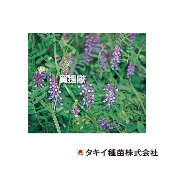 タキイ種苗 ヘアリーベッチ ナモイ BMA512の魅力と使い方