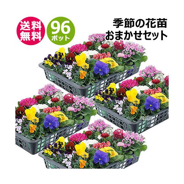 nalu様 8苗 大量苗セット nalu様 8苗 大量苗セット 花 苗 セット 季節の花苗 見計らい