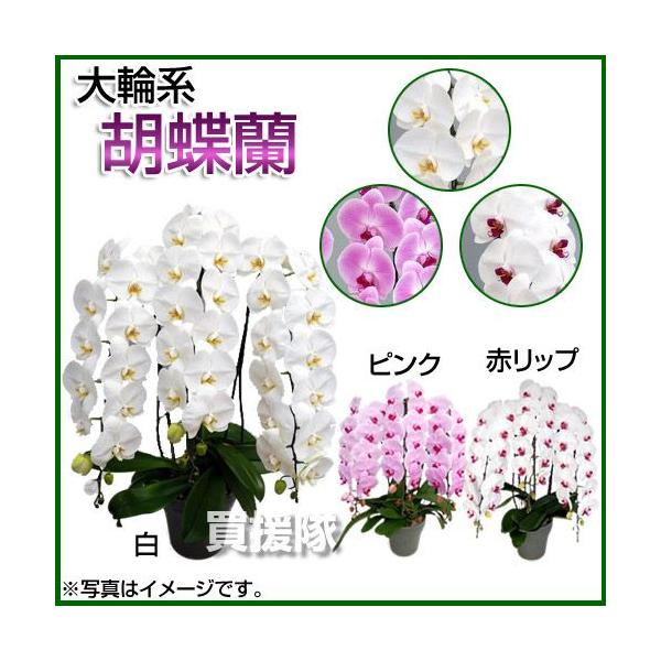 Ӓ ֌n 3{ AO[h 7 AsNAԃbv