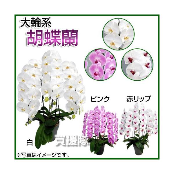 Ӓ ֌n 3{ BO[h 7 AsNAԃbv