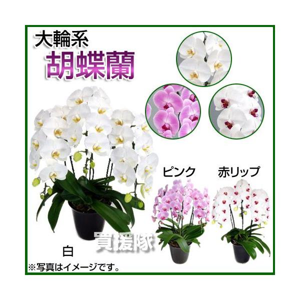 Ӓ ֌n 3{ DO[h 7 AsNAԃbv