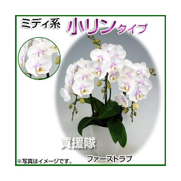 Ӓ ~fBn ^Cv 3{ 6 t@[Xgu