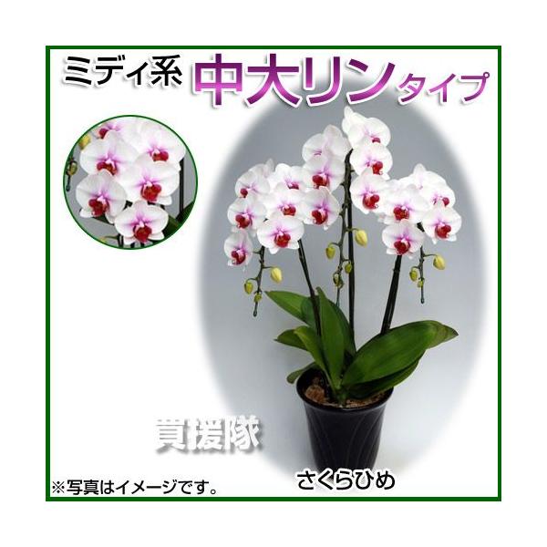 Ӓ ~fBn 僊n^Cv 3{ 6 Ђ