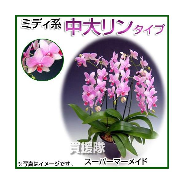 Ӓ ~fBn 僊n^Cv 3{ 6 X[p[}[Ch