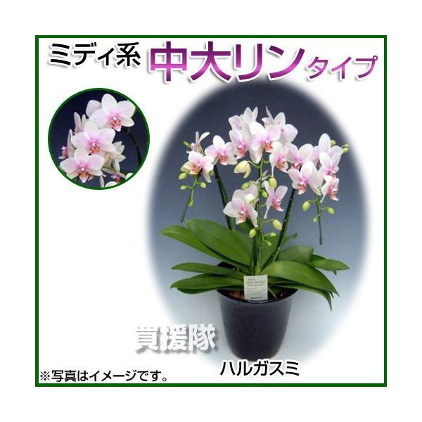 Ӓ ~fBn 僊n^Cv 3{ 6 nKX~