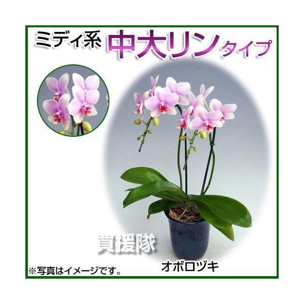 Ӓ ~fBn 僊n^Cv 3{ 6 I{dL