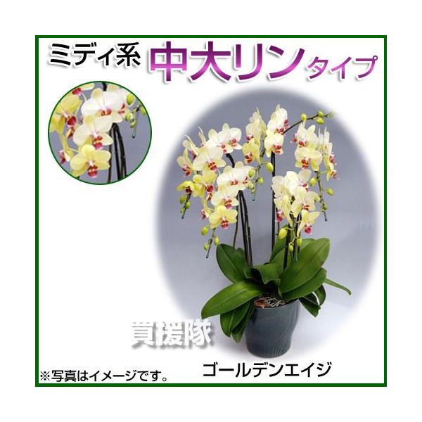 Ӓ ~fBn 僊n^Cv 3{ 6 S[fGCW