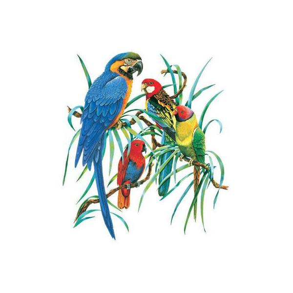 動物プリント半袖Tシャツ 選べるサイズ展開 男女兼用 ユニセックスオーソドックスなシルエット 厚手 【ラッピング無料】ギフトにも人気！プレゼント鳥 トリさん とり tシャツ 半袖 カットソー 丸首型 クルーネック 綿100% コットン トッ...