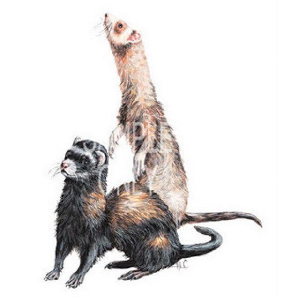 �t�F���b�g (�O�Q�|L)������ t�V���c ���� �J�b�g�\�[ �ێ�^ �N���[�l�b�N ��100% �R�b�g�� �g�b�v�X �� ���f�B�[�X �����Y �V���v�� ���킢�� ������� ������