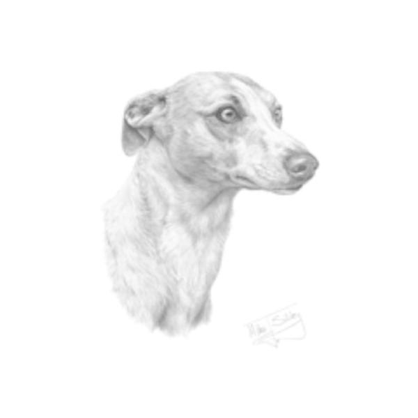 ECybgifbTj P 65cm a110cm fB[X Y jp JP 킢  ~J CObY UVJbg ɋ ϕ   ObY