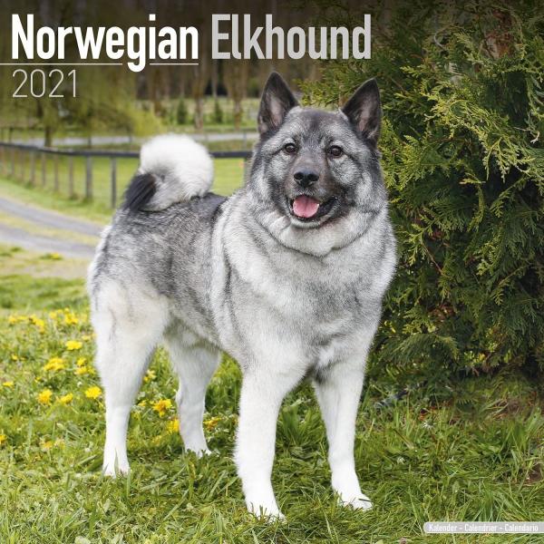 予約販売 ノルウェッジエルクハウンド スクエアタイプ エーボンサイド カレンダー 21年 令和3年 動物 犬 壁掛け 輸入 犬と動物 トラストワンポイント 通販 Yahoo ショッピング