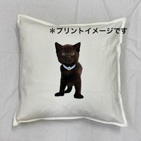 Lbg cat NlR L ubNLbg NbV NEW 5050cm 傫 rbOTCY 􂦂 킢  L ˂ Lvg G LObY