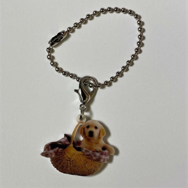 S[fgo[ ps[ S[fg[o[ObY obO`F[ }XN`[ AN   Ck dog  G I[i[ObY 킢