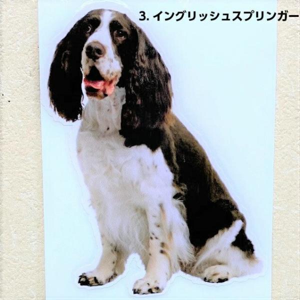 XebJ[ CObVXvK[XpjG 2Zbg RD A  OXebJ[   Ck hbO dog  car J[XebJ[ G ό