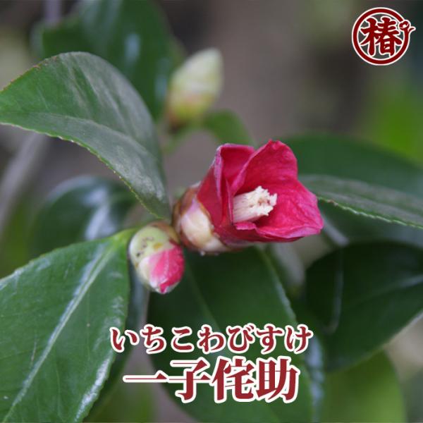 椿 一子侘助 ツバキ イチコワビスケ 苗木 8号 椿 一子侘助・いちこわびすけ 15cmポット（5号鉢）挿木苗【つばき
