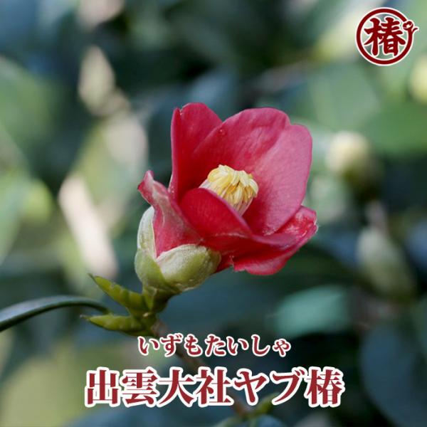 出雲大社ヤブ椿・いずもたいしゃやぶつばき 15cmポット（5号鉢）挿木苗【つばき 苗木 常緑 花木 ヤブ椿 ヤブツバキ お茶花 庭木 鉢植え 園芸 初心者】