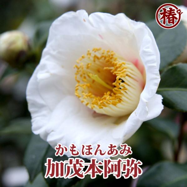 椿 加茂本阿弥・かもほんあみ 15cmポット（5号鉢）挿木苗【つばき