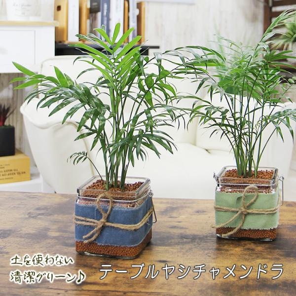 ガラス テーブル Diy 観葉植物の人気商品 通販 価格比較 価格 Com