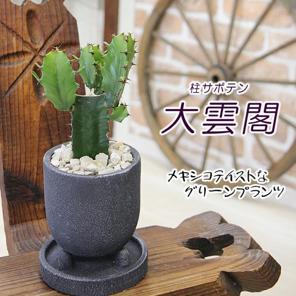 希少【蟹刻　盆栽鉢　8号】No.35 雲足　植木鉢　約60年前　落款　洗浄済 希少【蟹刻 盆栽鉢 8号】No.35 雲足 植木鉢 約60年前 落款 洗浄済