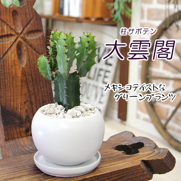 迫力ある姿が魅力的な大雲閣（ダイウンカク）モコモコ育つ 大雲閣 白丸