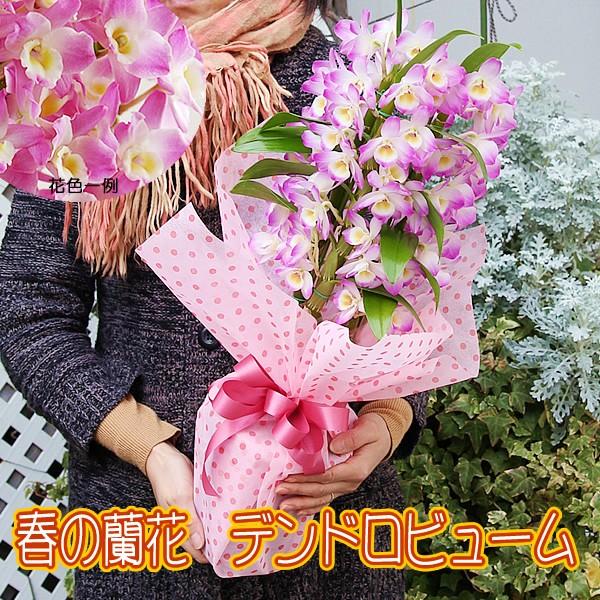 デンドロビウム デンドロビューム 人気の春色 蘭 送料無料 ラン 鉢花 花 ギフト 誕生日 結婚記念日 開店祝い Dendoro フラワーポケット 塚口ガーデン 通販 Yahoo ショッピング