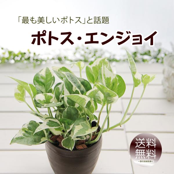 ポトス エンジョイ 3.5号 丸いプラ鉢 観葉植物 送料無料 : フラワー
