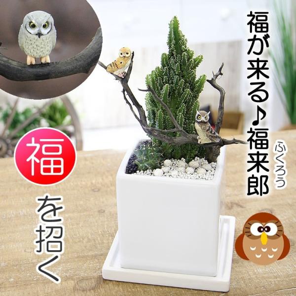 福を招く 縁起の良いふくろう ジオラマ サボテン F 40 観葉植物 人気 誕生日 プレゼント Buyee Buyee 提供一站式最全面最專業現地yahoo Japan拍賣代bid代拍代購服務 Bot Online