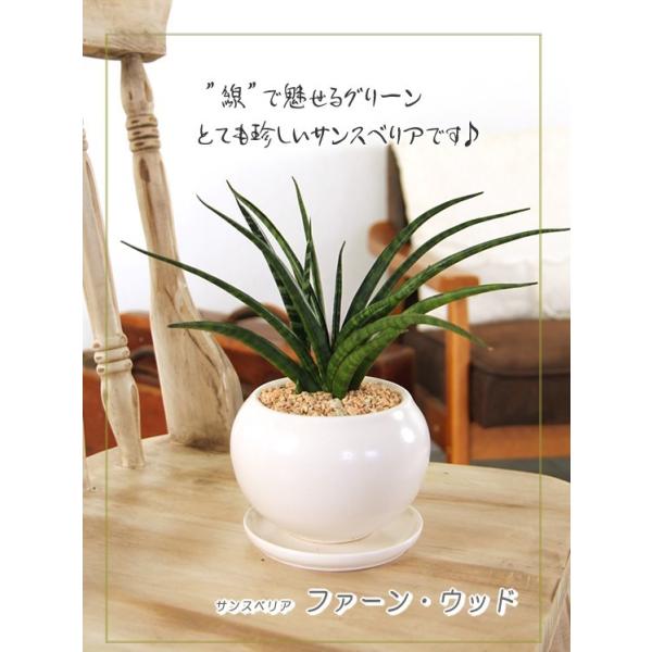送料無料 珍しい品種です サンスベリア ファーンウッド 白丸器 観葉植物 インテリア Buyee Buyee 提供一站式最全面最專業現地yahoo Japan拍賣代bid代拍代購服務 Bot Online