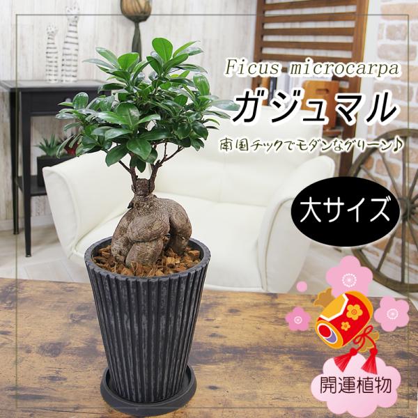 特大　人参ガジュマル レア　多幸の木 大サイズ ガジュマル 観葉植物 ガジュマルの木 幸福をもたらす