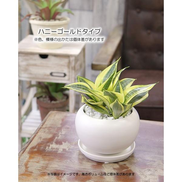空気をきれいにする サンセベリア サンスベリア ハニー 観葉植物 ギフト プレゼント Buyee Buyee 提供一站式最全面最專業現地yahoo Japan拍賣代bid代拍代購服務 Bot Online
