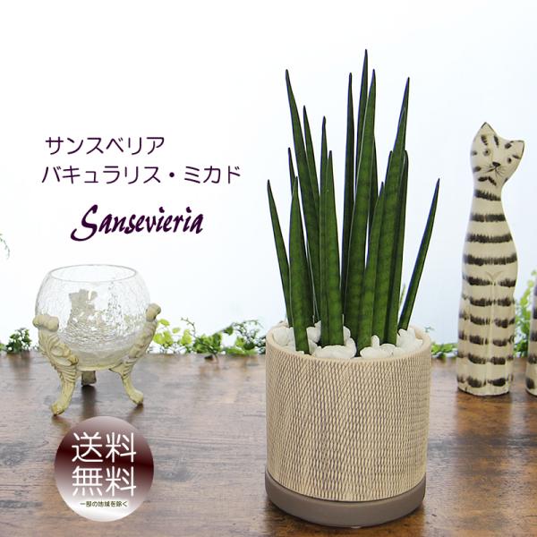 tsukaguchi_mikadshirin
